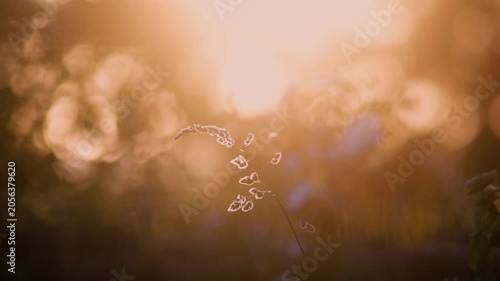 a blade of grass at sunset in summer