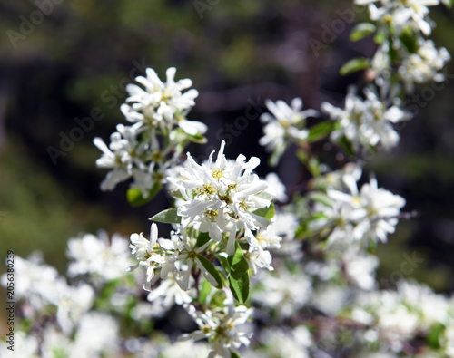 Amelanchier ovalis, commonly known as raven pear, is a deciduous shrub in the family Rosaceae. It produces dense clusters of starry white flowers in early spring, which are fragrant.