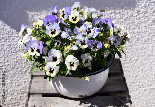 Pansies in Val di Funes, South Tyrol, Italy