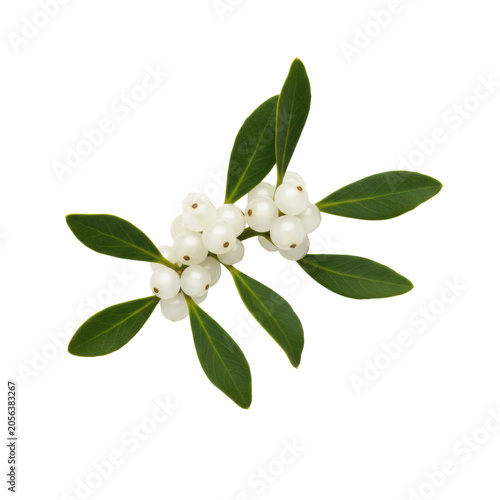 Single sprig of fresh mistletoe with waxy white berries and dark evergreen lance-shaped leaves isolated on a transparent background, peaceful holiday aesthetic