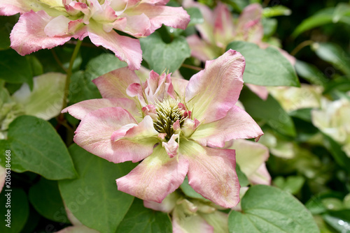 Beautiful variety of clematis flower named Pistachio Cake