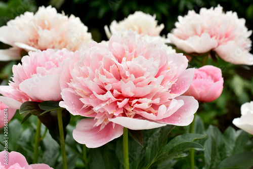 June garden with light pastel color peonies in full bloom