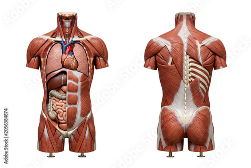 Anatomical human torso model showing internal organs, muscles, lungs, heart, and intestines from front and back view, medical education.