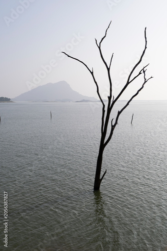Sunken tree with bare branches in the man-made reservoir of Senanayake Samudraya, Gal Oya Valley National Park, Sri Lanka