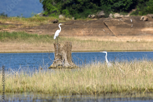 Medium egrets on Senanayake Samudraya lake, Gal Oya Valley National Park, Sri Lanka
