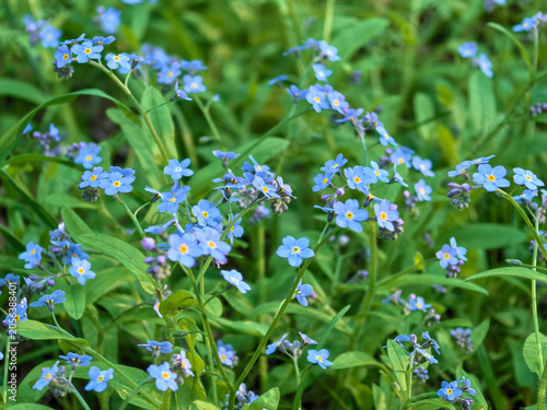 Canvastavla Closeup of blue forget me not flowers blooming in lush green grass
