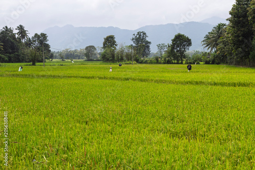 Rice fields with mountains in distance, near Bibila, Uva region, Sri Lanka