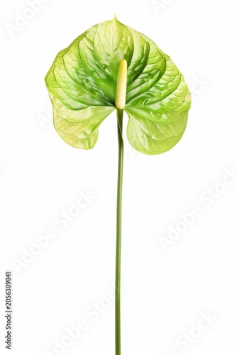 Single green anthurium flower isolated on white background with long stem, delicate translucent petals and a fresh tropical look.