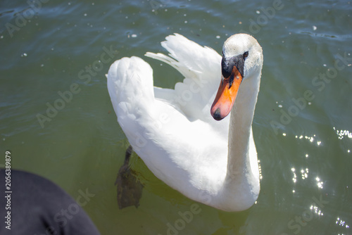Beautiful white mute swan actively swimming on green river water surface with orange beak and splashes photography template