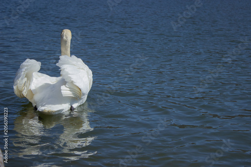 Rear side view of a graceful white mute swan swimming on blue river water under natural bright sunlight showing its feathers wings and long neck profile