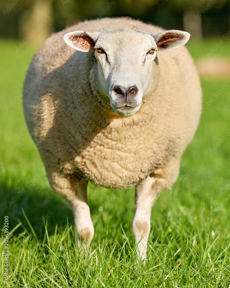 Obraz premium A fluffy, white sheep stands front-on in a vibrant green meadow on a sunny day, looking directly at the camera. Its woolly coat is thick and clean.