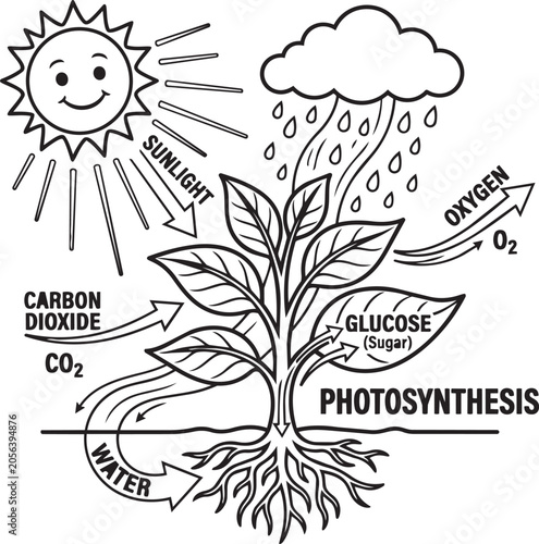 Photos Photosynthesis diagram, plant growth illustration, educational vector, biology s