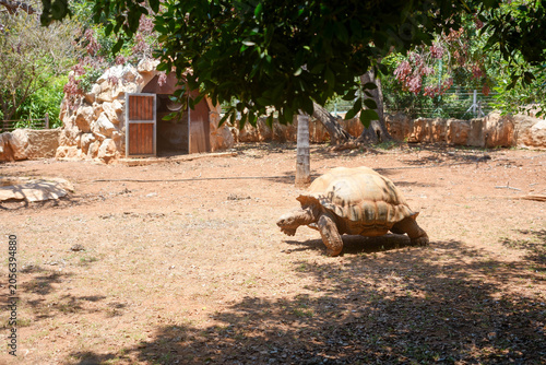 Giant tortoise crawling slowly on the ground in a zoo park