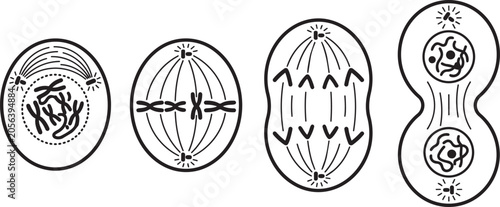 Cell division, mitosis stages, vector illustrations, biology, education, scientific diagrams