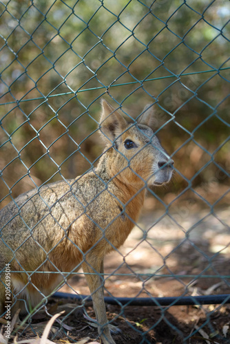 Photos Patagonian mara cavy standing behind a wire fence in a zoo enclosure, close up