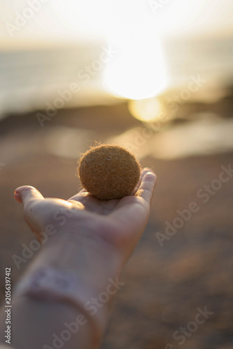 Close up of a hand holding a natural posidonia oceanica sea ball against a golden sunset ocean background