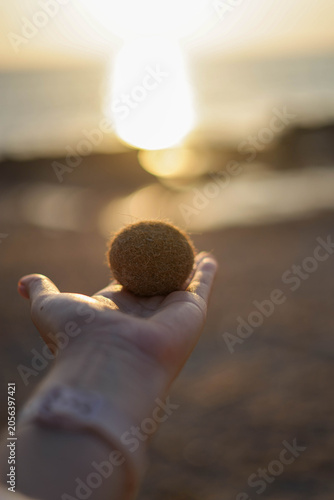 Close up of a hand holding a natural posidonia oceanica sea ball against a golden sunset ocean background