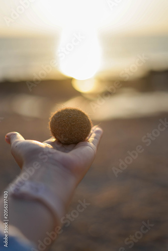 Close up of a hand holding a natural posidonia oceanica sea ball against a golden sunset ocean background