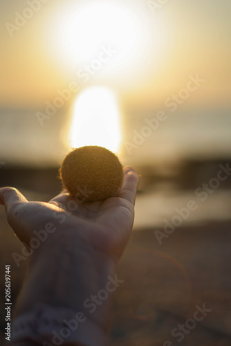 Close up of a hand holding a natural posidonia oceanica sea ball against a golden sunset ocean background