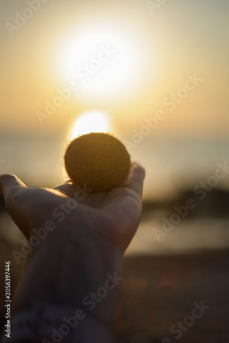 Close up of a hand holding a natural posidonia oceanica sea ball against a golden sunset ocean background