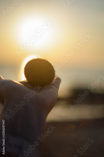 Close up of a hand holding a natural posidonia oceanica sea ball against a golden sunset ocean background