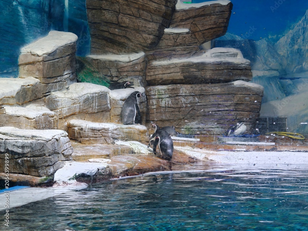 Fototapeta premium Vladivostok city Primorskiy oceanarium on Russkiy island Russia