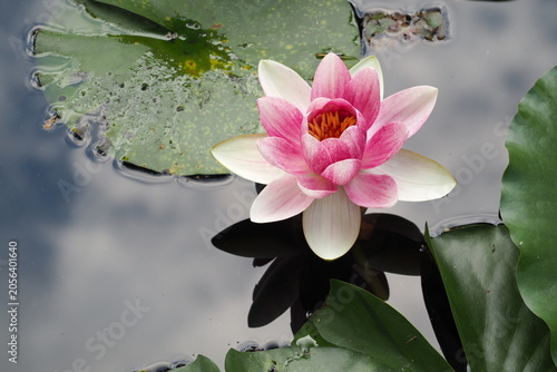 Billede på lærred 花   植物   池   flowers   plants    ponds