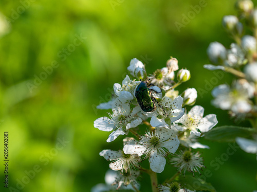 A close-up macro photograph of a metallic green beetle resting on delicate white wildflowers in a lush natural environment
