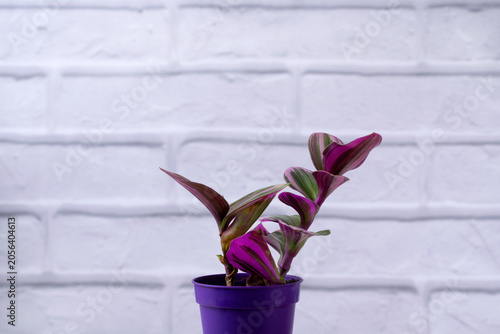 Tradescantia albiflora nanouk in a purple flower pot against a white brick wall. Copy space. Growing indoor plants. Close-up
