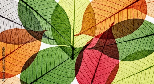 Translucent leaves overlapping, colorful veins & patterns, white background