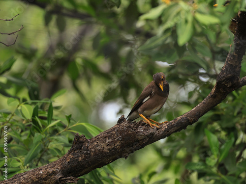 Brown Bird Perched on Tree Branch in Natural Green Forest