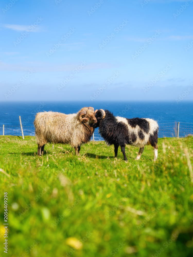Obraz premium Typical Faroe Islands summer landscape with sheep grazing on green meadows by the ocean. Vertical photo. Sunny day view of Nordic nature, rocky cliffs and sea. Postcard, background, wallpaper