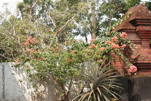 Blooming pink bougainvillea in a tropical garden