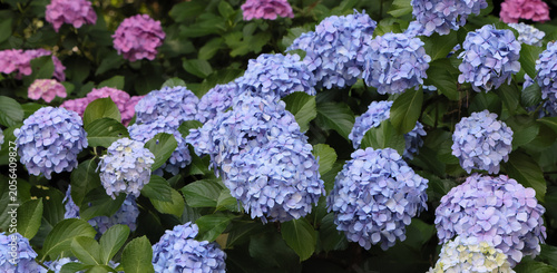 東京散歩　飛鳥山の紫陽花2026