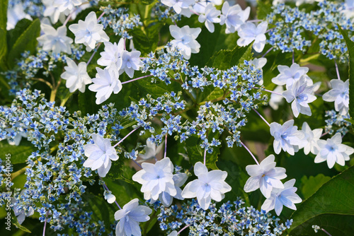 東京散歩　飛鳥山の紫陽花2026