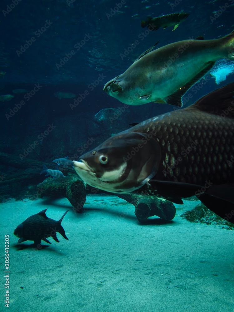 Fototapeta premium fish in the water