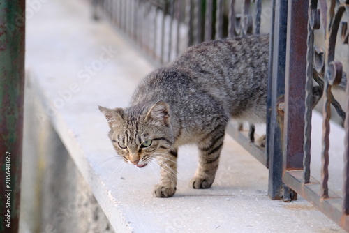 Fotografie Cute Stray Cat Photo İn The Park