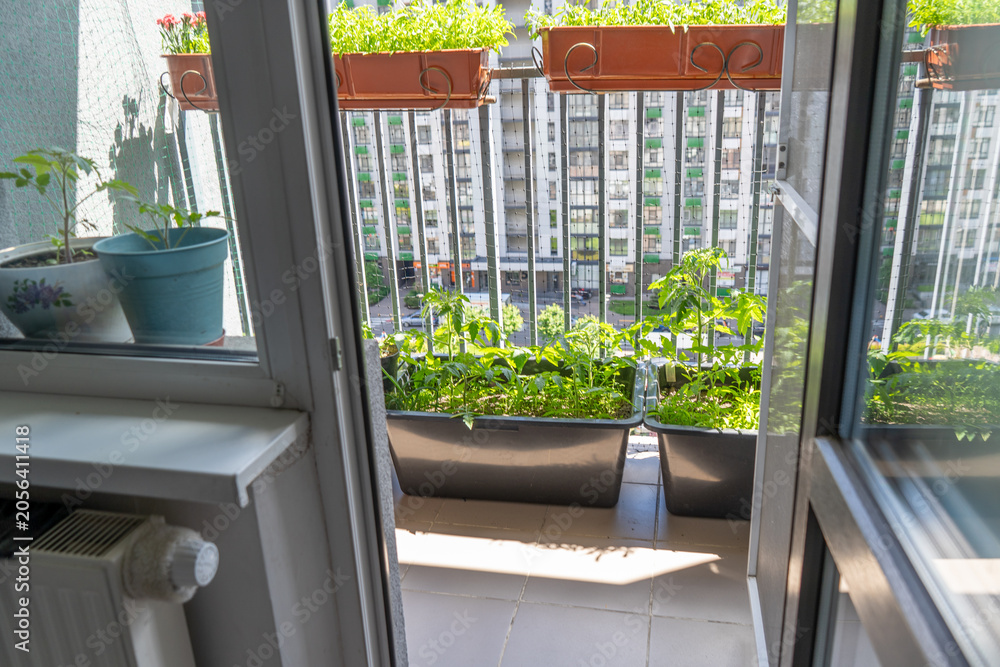 Fototapeta premium View on an Urban Balcony Garden with Green Plants and Vegetables in Pots from an Open Room Door. Tomato Growing in Pots. Modern City Courtyard Hobby