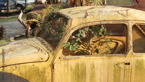 Abandoned Rusted Car Surrounded By Lush Overgrown Vegetation