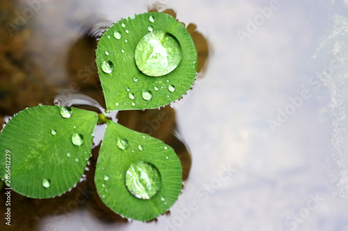 rosée sur feuille de trèfle qui flotte
