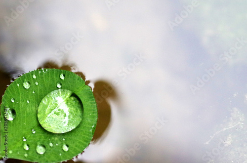 rosée sur feuille de trèfle qui flotte
