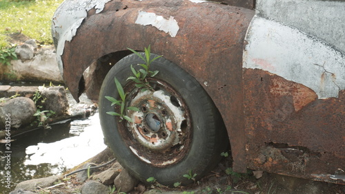 Weathered Vintage Car Wheel with Green Plants Growing Inside