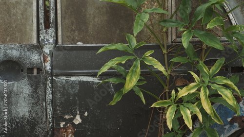 Green foliage growing next to vintage abandoned automobile