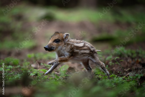 A cute young wild boar piglet with stripes walking on the forest floor. Adorable newborn animal exploring its natural habitat in the woods.
