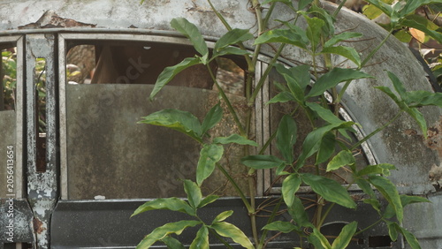 Overgrown plant engulfs side window of an abandoned vintage vehicle