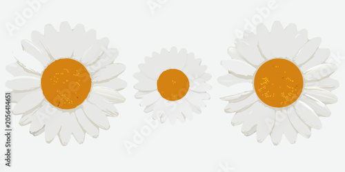 Tableau sur toile Daisy flowers illustration white petals and orange centers on a colored backgrou