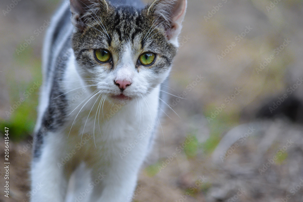 Obraz premium A close-up macro portrait of a cat with striking green‑yellow eyes, moving toward the camera. 