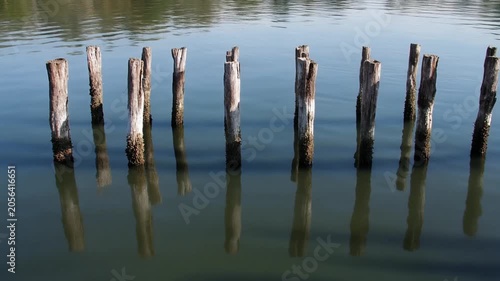 Weathered Wooden Pilings Reflecting in Calm Water
