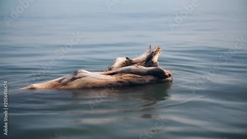 Weathered Driftwood Floating on Calm Blue Water Surface