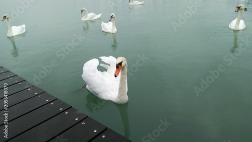 Quadro su tela white swans in tha lake